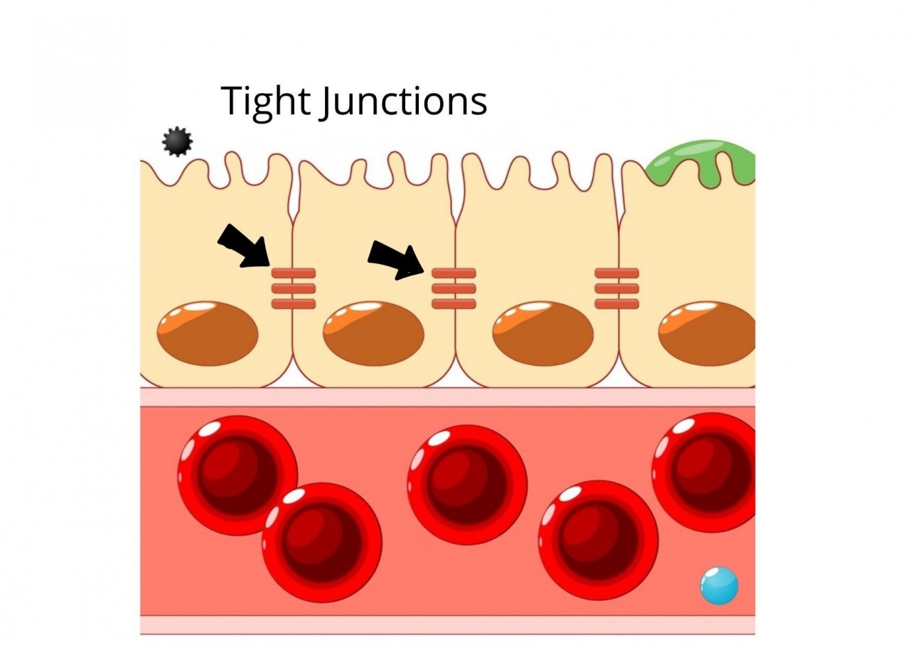B2ap3 Large Tight Junctions