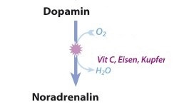 B2ap3 Large Dopamin   Noradrenalin.pdf