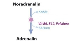 B2ap3 Large Noradrenalin   Adrenalin.pdf